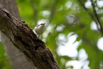 枝に止まったゴジュウカラ