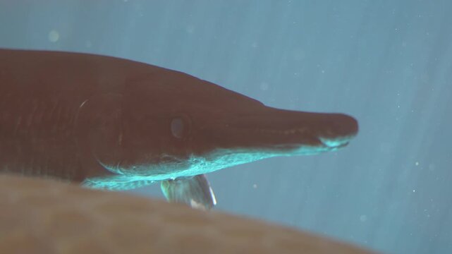 The alligator gar is a large freshwater fish with a long snout and sharp teeth known for its prehistoric look and ability to survive in diverse aquatic habitats