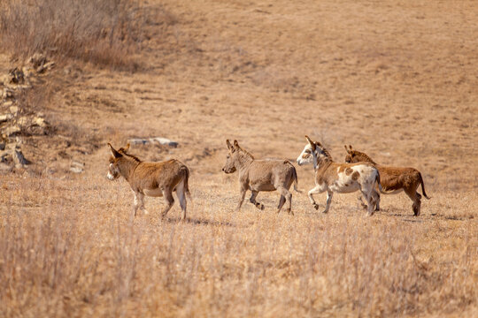 Four donkeys trotting in a pasture