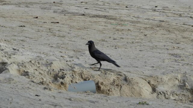 a crow stands alone on textured sand its quiet stance and soft daylight creating a poetic scene of solitude resilience and balance between motion and stillness