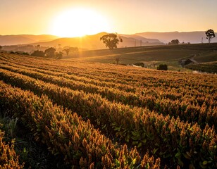 Golden light bathes a rural landscape with rows of crops under a sunset sky