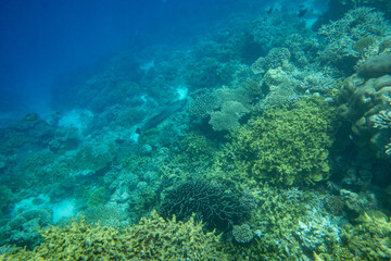underwater blue ocean sea surface reef