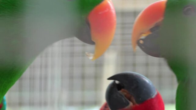 The Eclectus parrot is a vibrant tropical bird known for its striking color difference between males and females and its calm intelligent personality