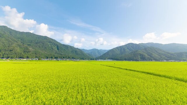 コシヒカリ発祥の地 福井県・勝山の田園風景　タイムプス　