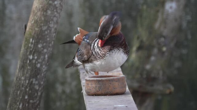 Aix galericulata known as the mandarin duck is a brightly colored waterbird native to East Asia admired for its vivid plumage and graceful appearance in ponds