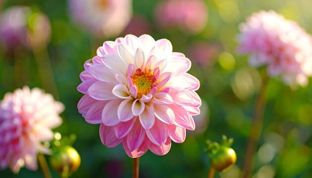 Pink dahlia flower