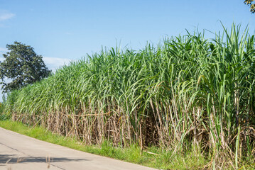 Sugarcane growing inside the farm in countryside of Thailand