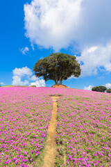 マザー牧場の丘に広がるペチュニアの花畑と青空