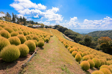 マザー牧場の丘に広がる黄金色のコキアと秋の青空