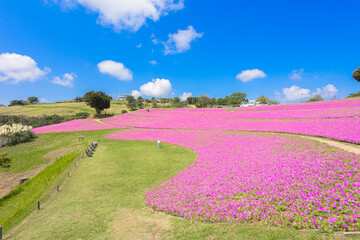 マザー牧場の丘に広がるペチュニアの花畑と青空