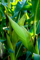 Sweet corn on tree in the cornfield at countryside of Thailand