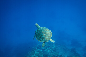 turtle underwater blue ocean sea surface reef
