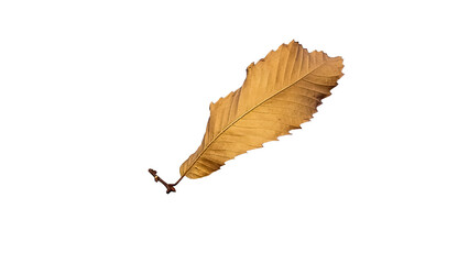 chestnut tree leaf isolated in autumn season brown dry cut out