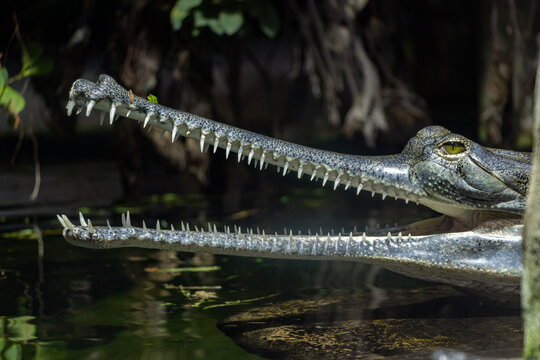 Portrait of an Indian gavial - Gavialis gangeticus with its jaw open above the water surface