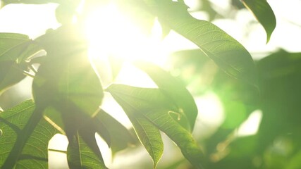 B roll of tropical green leaves glowing in sunlight with soft lens flares capturing the fleeting stillness and warmth of nature in a peaceful cinematic moment