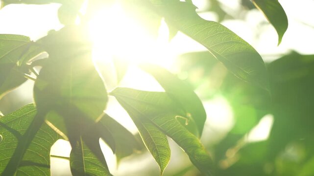 B roll of tropical green leaves glowing in sunlight with soft lens flares capturing the fleeting stillness and warmth of nature in a peaceful cinematic moment