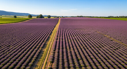 Aerial view of lavender field with dirt road, showcasing the beauty of nature and agricultural landscape under a clear sky in summer season