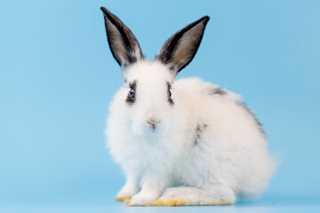 Healthy lovely bunny easter rabbit sniffing, looking around, on blue screen background. Cute fluffy rabbit, Lovely Animal concept. Symbol of easter day.
โดย unikyluckk 