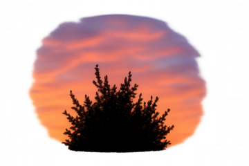 Bush silhouette against a peaceful sunset sky with vibrant orange, pink, and purple clouds, transparent background