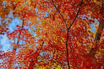 秋の紅葉