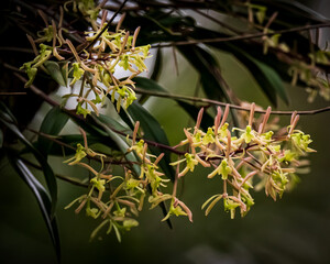 Yellow Florida Butterfly Orchid Flowers