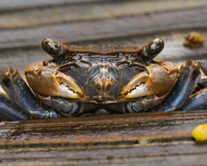 Close up of a little land crab on a dock