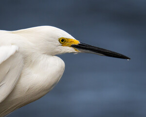 Snowy egret portrait