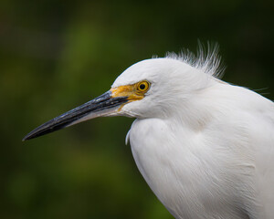 Snowy egret close up