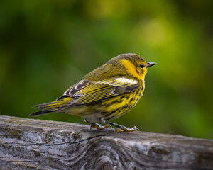 Cape May Warbler