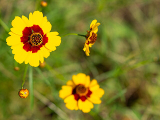 Yellow flowers in autumn garden
