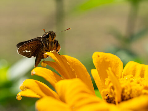 Silver-spotted  skipper on yellow flower