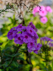 purple flowers in the garden