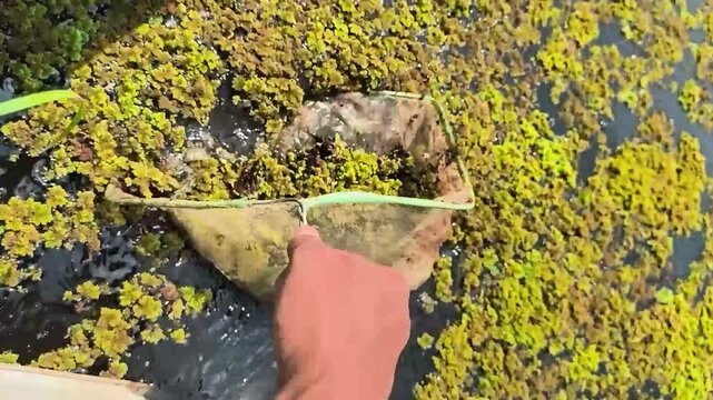 harvest azolla plants in the fish pond. Azolla is an aquatic plant