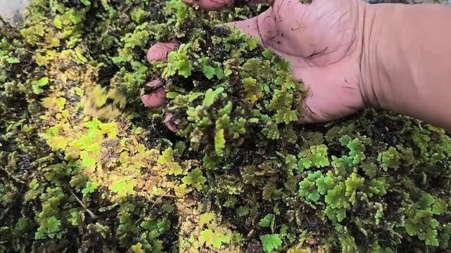 collecting azolla plants for livestock feed