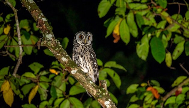 Nocturnal creature perched on a tree branch amidst lush foliage