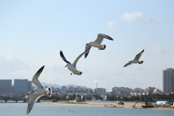 seagull in flight
