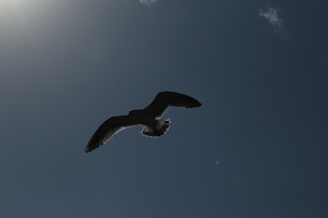 seagull flying in the sky