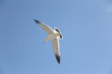seagull flying in the sky
