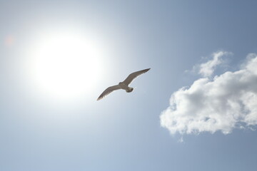 seagull flying in the sky