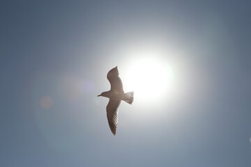 seagull flying in the sky
