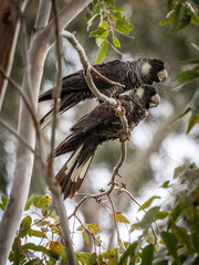 A female Baudin's Black cockatoo (Zanda baudinii), above a juvenile that is calling to be fed. © Leanne