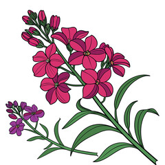 Dame's Rocket Flower Branch Illustration. Springtime Floral Design Featuring Purple and Pink Flowers with Green Leaves on a Transparent Backdrop –Detailed Botanical Art.