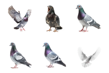 Collection of Pigeon stretching A pigeon stretches its wings or legs while perched. full length isolate on transparent background