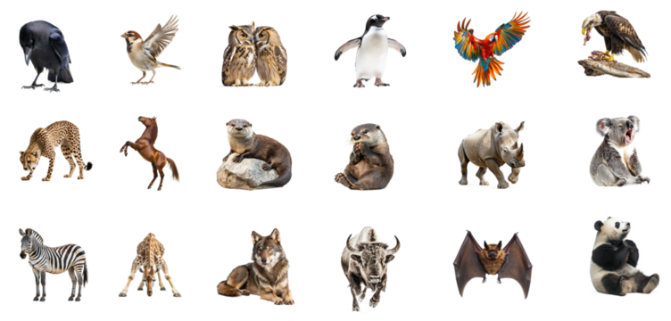 Collection of Crow preening A crow uses its beak to clean its feathers or adjust its body. full length isolate on transparent background