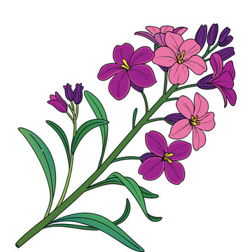Captivating Evening Primrose Blossom Vector Art Floral Design, Delicate Wallflower Illustration. Botanical Drawing with Colorful Blooms and Lush Greenery, an elegant Nature Illustration