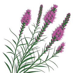 Naklejka premium Pink Liatris Spicata Flower Vector Graphic Illustration Delicate Spiked Gayfeather Design Element Botanical Clipart with Liatris Against Transparent Backdrop