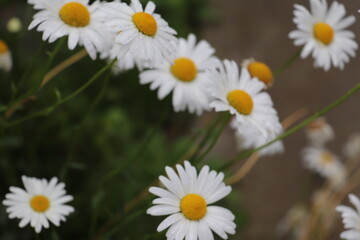 Fototapeta premium 雨上がりの柔らかな光の中でリズムを刻んでしっとりと咲く白いマーガレットの花