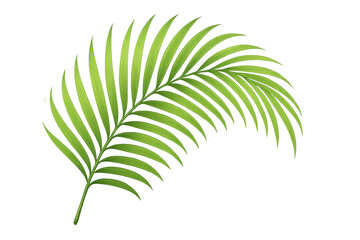 Obraz premium Green tropical palm frond vector illustration for summer nature and botany designs on transparent background