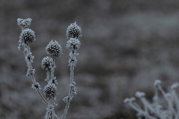 This image features a stunning black and white photograph showcasing a delicate plant that is beautifully covered in frost