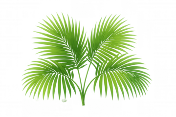 Palm leaves illustrating tropical exotic plant foliage, fresh green botanical fronds with transparent background